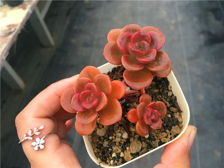 【巧克力方砖】 爱莎女王 多肉植物 一物一拍 大棚直销 绿植盆栽