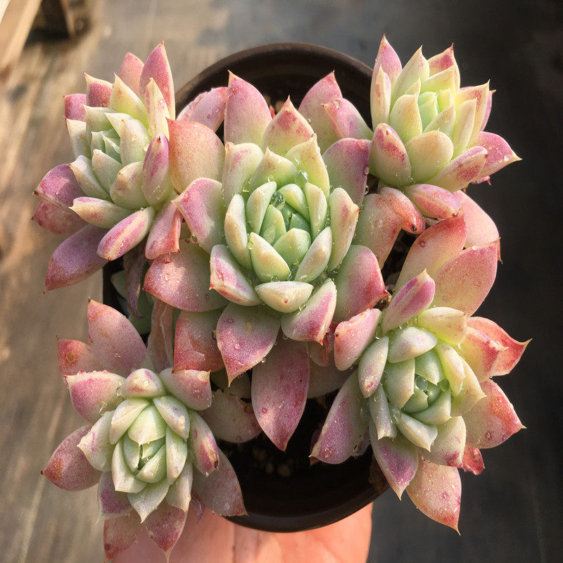 【橙蔓】多肉植物  玉底出状态橙色 易群生 红蔓莲变种 一物一拍