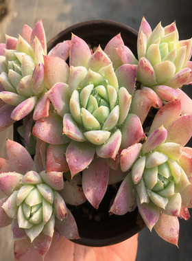 【橙蔓】多肉植物  玉底出状态橙色 易群生 红蔓莲变种 一物一拍