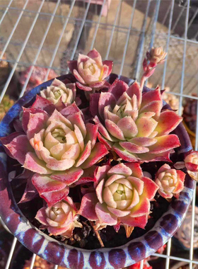 【梅格丽 翡翠塔】 多肉植物 蔓莲杂交 一物一拍 大棚绿植盆栽