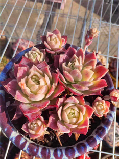 【梅格丽 翡翠塔】 多肉植物 蔓莲杂交 一物一拍 大棚绿植盆栽