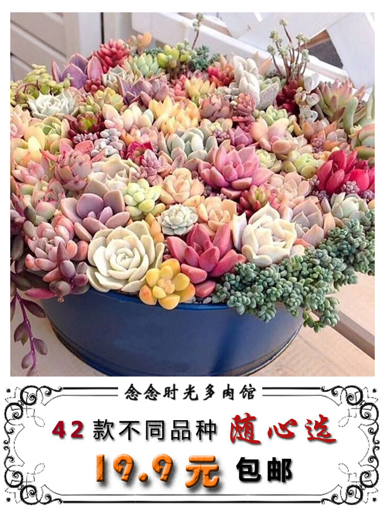 多肉植物 组合盆栽 包邮 新手套餐 拼盆创意礼物 绿植盆栽 随机发