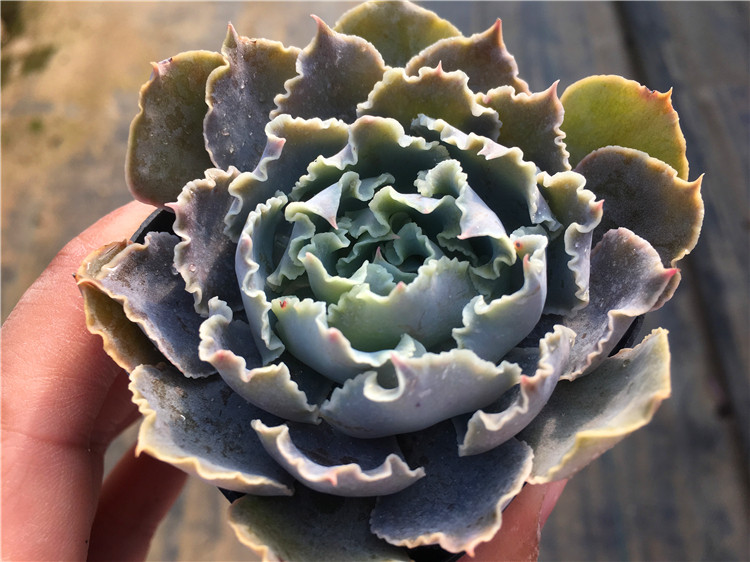 一物一拍 沙漠之星 薄叶卷边 非弗洛伦萨 多肉植物 大棚直销绿植,鲜花速递/花卉仿真/绿植园艺,多肉植物,淘宝优惠券,粉丝福利购,淘宝优惠卷