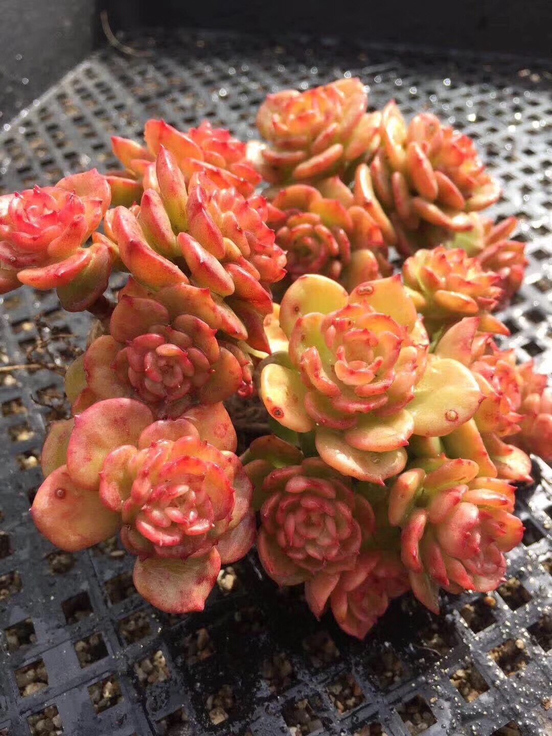 一物一拍 蜡牡丹 状态群造型桩 多肉植物 精养绿植盆栽大棚直销