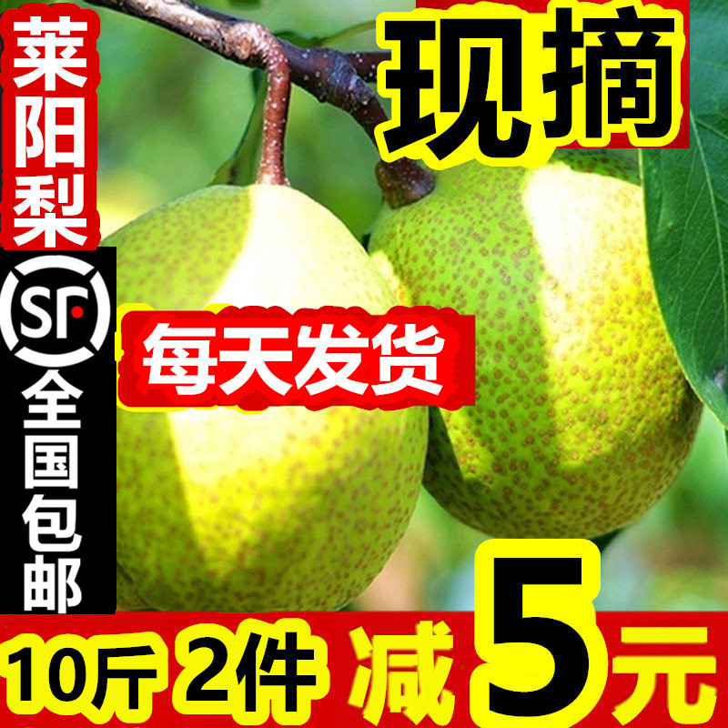 山东莱阳特产慈梨新鲜10斤批包邮