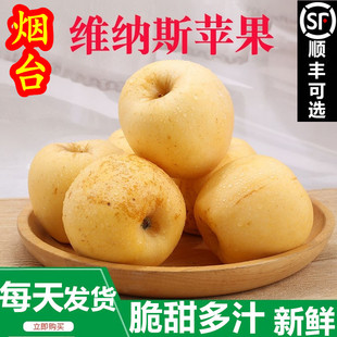正宗烟台黄金维纳斯苹果脆甜新鲜水果应季 雀斑奶油苹果冰糖心礼盒