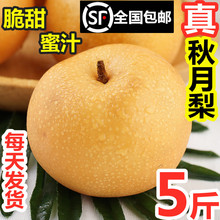 脆甜秋月梨冰糖礼盒5斤包邮新鲜水果当季整箱山东特产莱阳秋月梨