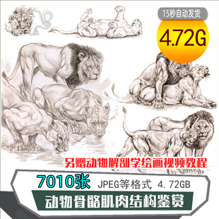 动物骨骼肌肉结构图片绘画基础素描妖怪大动作参考美术设计素材图