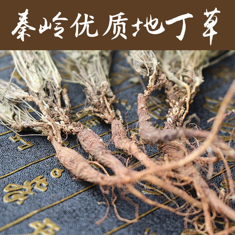 秦岭地丁草 天然无污染陕西山甜地丁鸡丁草老鼠布袋中药材500克