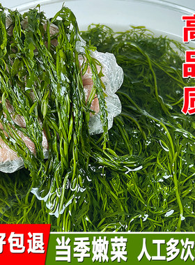 盐渍马尾藻鞭炮笋火锅食材凉拌菜