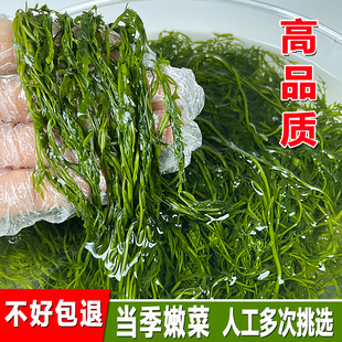 盐渍马尾藻新鲜鞭炮笋荣成海藻凉拌羊栖长寿菜火锅食材非干货商用