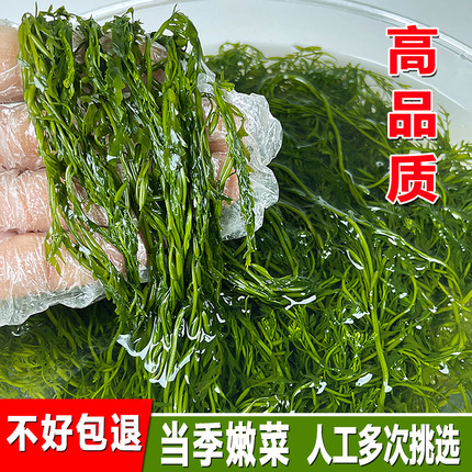盐渍马尾藻新鲜鞭炮笋荣成海藻凉拌羊栖长寿菜火锅食材非干货商用