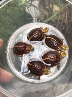 黄缘龟幼龟闭壳皖南安缘台缘盒龟安徽龟苗活体人工缘龟小乌龟活物