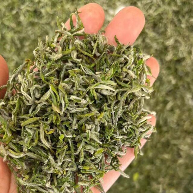 湖北2026头采春茶英山云雾茶纯手工碳火烘制明前茶大别山毛尖茶叶