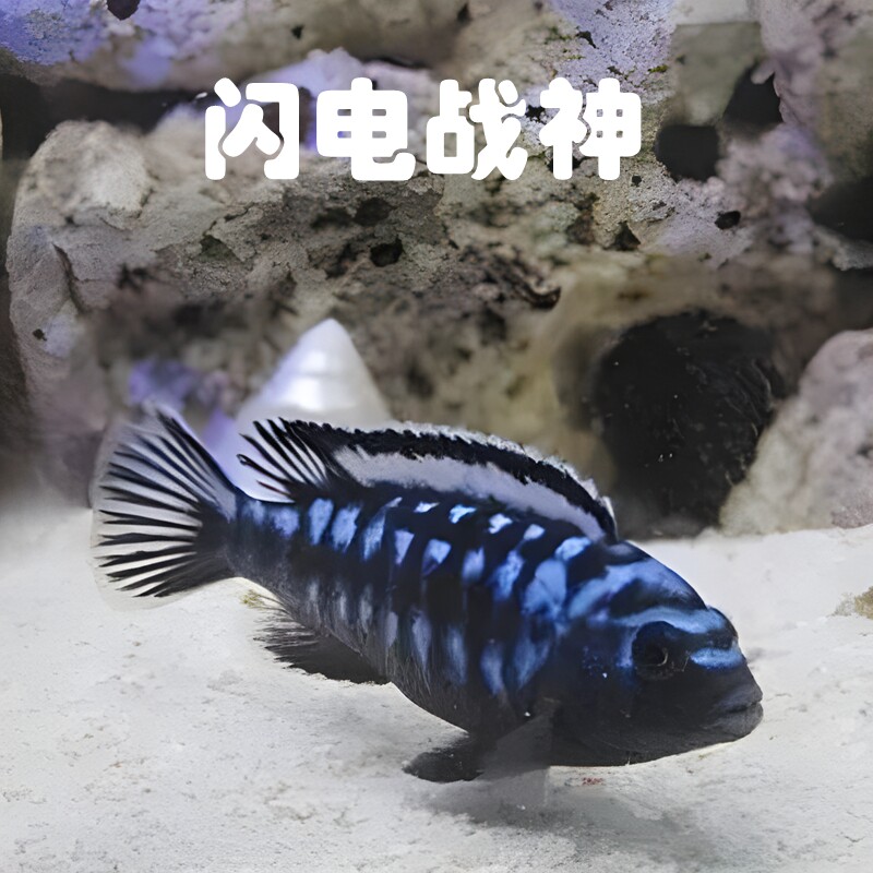 闪电战神鱼三湖慈鲷鱼马鲷热带鱼淡水观赏鱼高端稀有活体上海发货