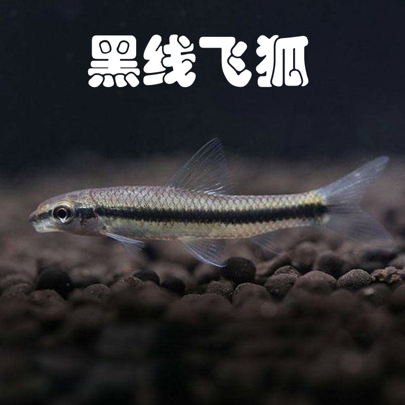 黑线飞狐鱼小猴飞狐一线除藻吃绿藻黑藻观赏鱼淡水热带鱼上海发货