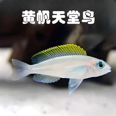 黄帆天堂鸟鱼柠檬三湖慈鲷