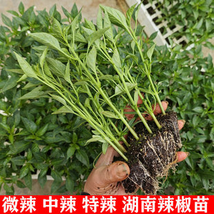 湖南辣椒炒肉辣椒苗 黄贡椒苗 55号大辣椒苗 软皮 薄皮辣椒苗 大