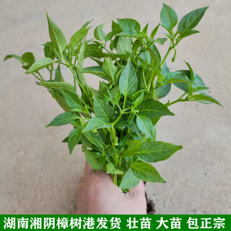 樟树港辣椒苗 湖南湘阴特产 新鲜现挖 壮苗 正宗辣椒 盆栽辣椒苗