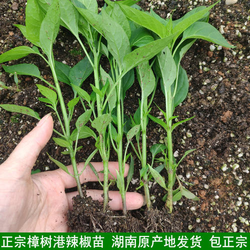 第一季早苗 樟树港辣椒苗 湖南辣椒 秧苗 湘阴特产 湘阴产地现发