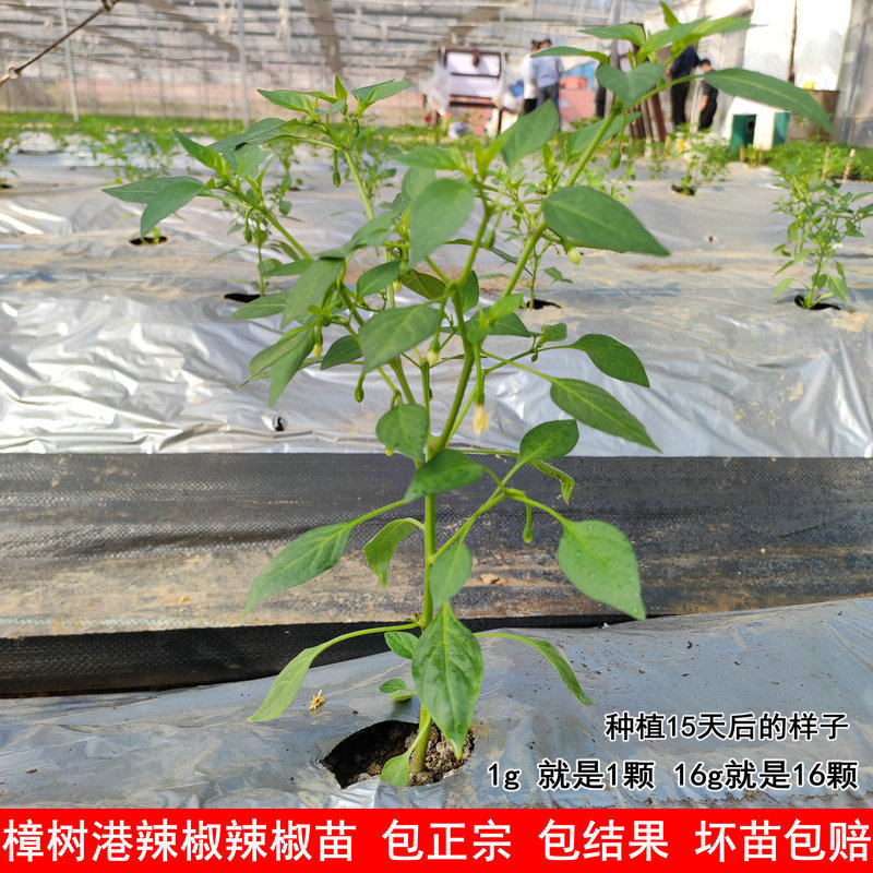 樟树港辣椒苗 正宗湖南辣椒苗 湘阴特产辣椒 买15颗 顺丰包邮多送