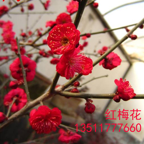 红梅梅花树苗原生嫁接腊梅白梅红梅朱砂梅美人梅庭院室内盆栽花卉