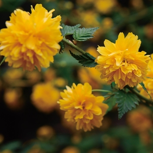 重瓣棣棠花耐荫爬藤攀缘花卉植物棣棠花苗盆栽耐寒金灿花庭院栽植