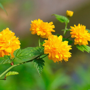 棣棠鸡蛋花三月花地棠黄度梅金棣棠黄榆叶梅麻叶棣棠金钱花蜂棠花