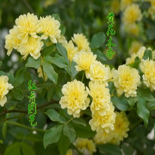 盆栽爬藤花卉木香花香气逼人的攀缘花卉青木香五木香南木香七里香