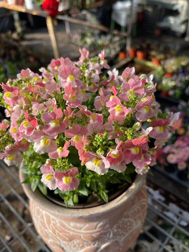 芳香型龙面小春春菜大西洋珍鲑树莓派菠萝蜜小苗