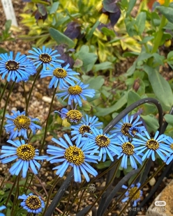 满25包邮翠鸟雏菊