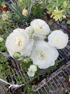 白色花毛茛12口径盆栽苗