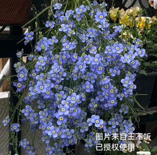 满25包邮艳丽喜光芥，日冠花