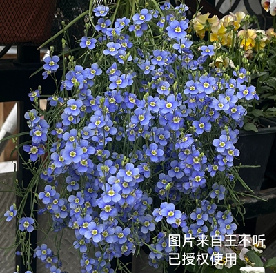 满25包邮艳丽喜光芥，日冠花