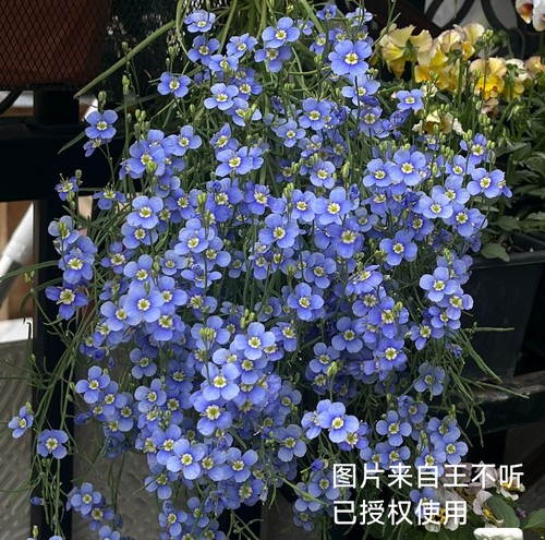 满25包邮艳丽喜光芥，日冠花