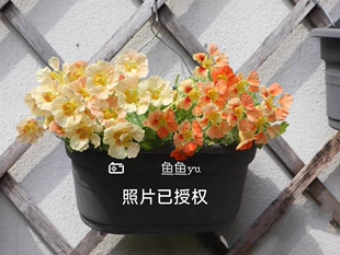 进口矮生旱金莲 三文鱼腮红11口径苗