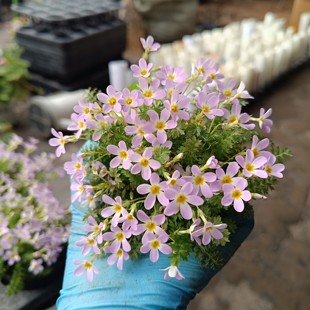 安徽羽叶报春8口径苗