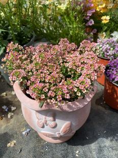 香雪球花镜草坪花卉组盆配花造景芳香性耐寒满25包邮