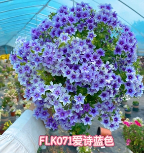 秋季草花套餐（福禄考喜林草等）