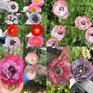 雪莉虞美人灰雪莉/坠入爱河/天使合唱团等混色苗子耐寒-10