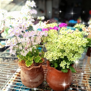 满25包邮四季小樱草8口径苗易爆盆可散光养护