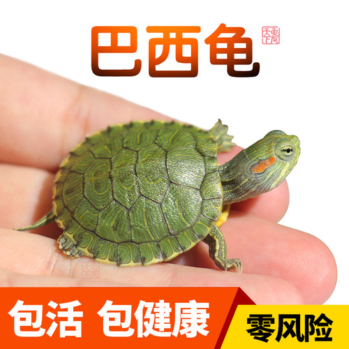 龟友天下巴西龟活体观赏小乌龟
