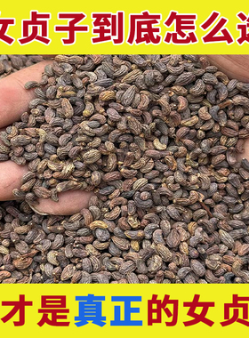 女贞子中药材正品泡水喝茶粉的功效与作用野生女负子女真子女珍子
