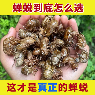 野生蝉蜕中药材正品旗舰店蝉退蝉蜕粉的功效金蝉衣虫退蝉皮知了壳