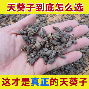 天葵子中药材正品野生天葵草千年老鼠屎紫背天葵根金耗子屎散血球