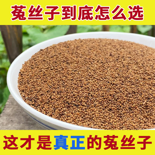 菟丝子中药材正品野生粉茶泡水喝的功效与作用免丝子莬丝子莞丝子