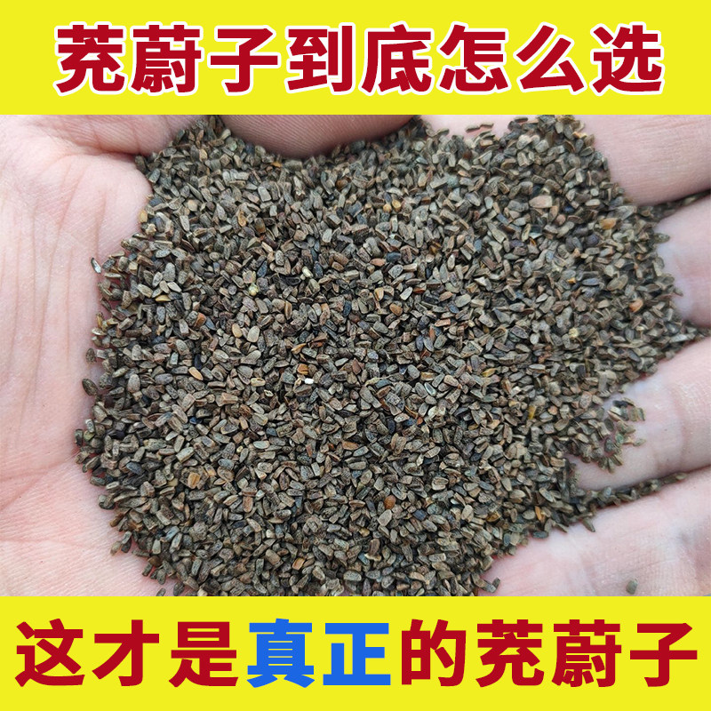 茺蔚子中药材正品茺蔚籽茺子粉充尉茺卫子茺玉子茺蘶子益母草种子