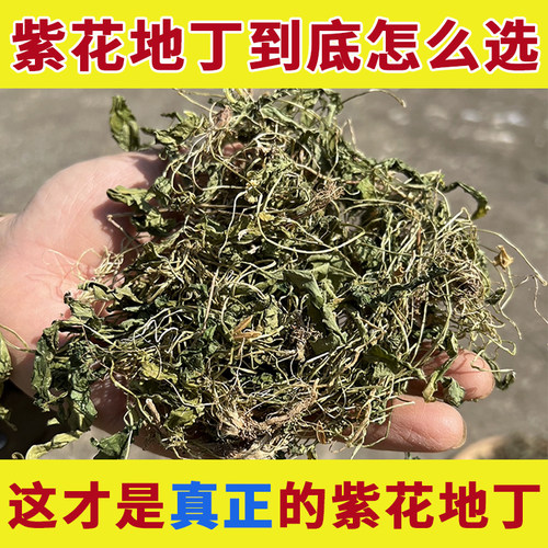 【正宗】大别山野生紫花地丁