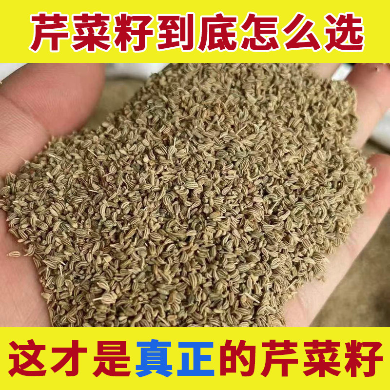 药用芹菜籽中药材正品天然本地芹菜籽粉痛风尿酸降非排酸血压香料