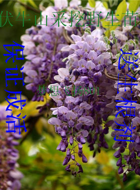 紫藤苗紫藤萝大苗观花植物盆景